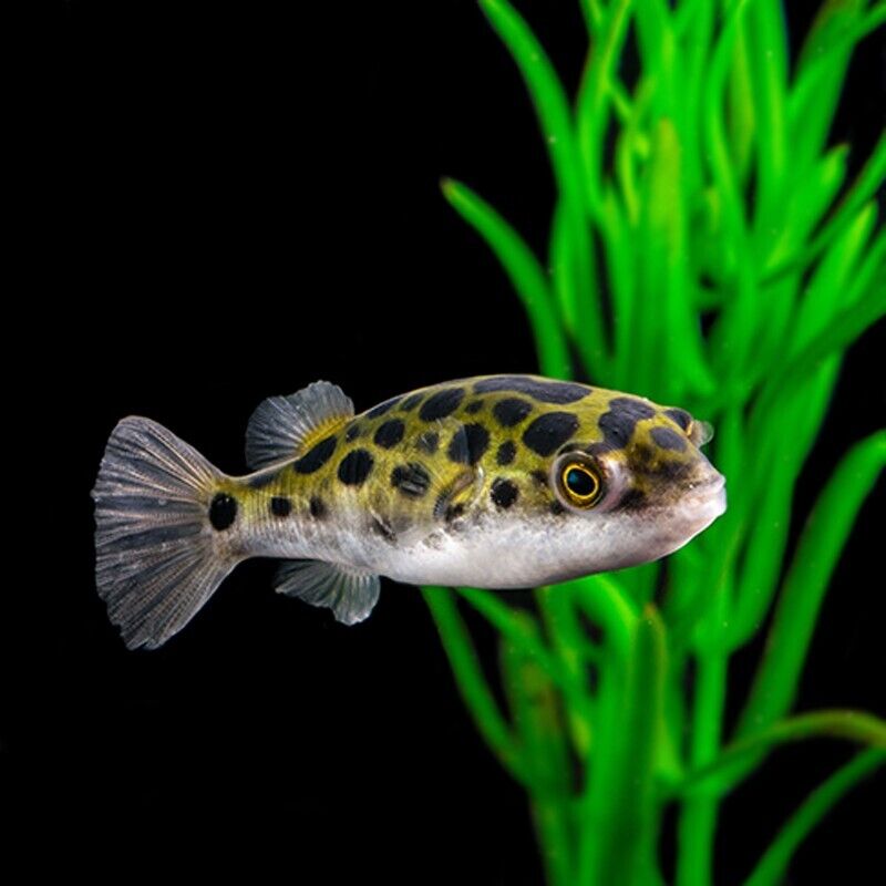 Puffer Fish (2 Inches) | Single