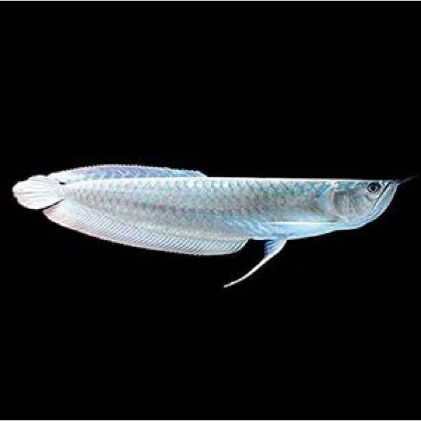 Silver Arowana (10 Inches) | Single