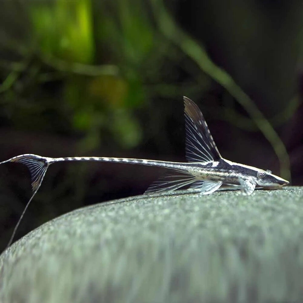 Algae Eater Royal Whiptail Catfish (7-8 Cms) | Single