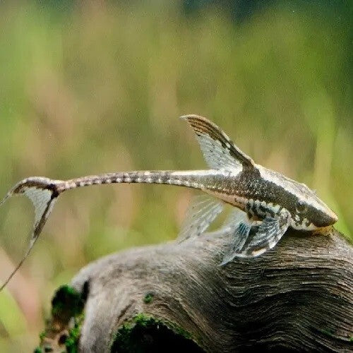 Algae Eater Royal Whiptail Catfish (7-8 Cms) | Single