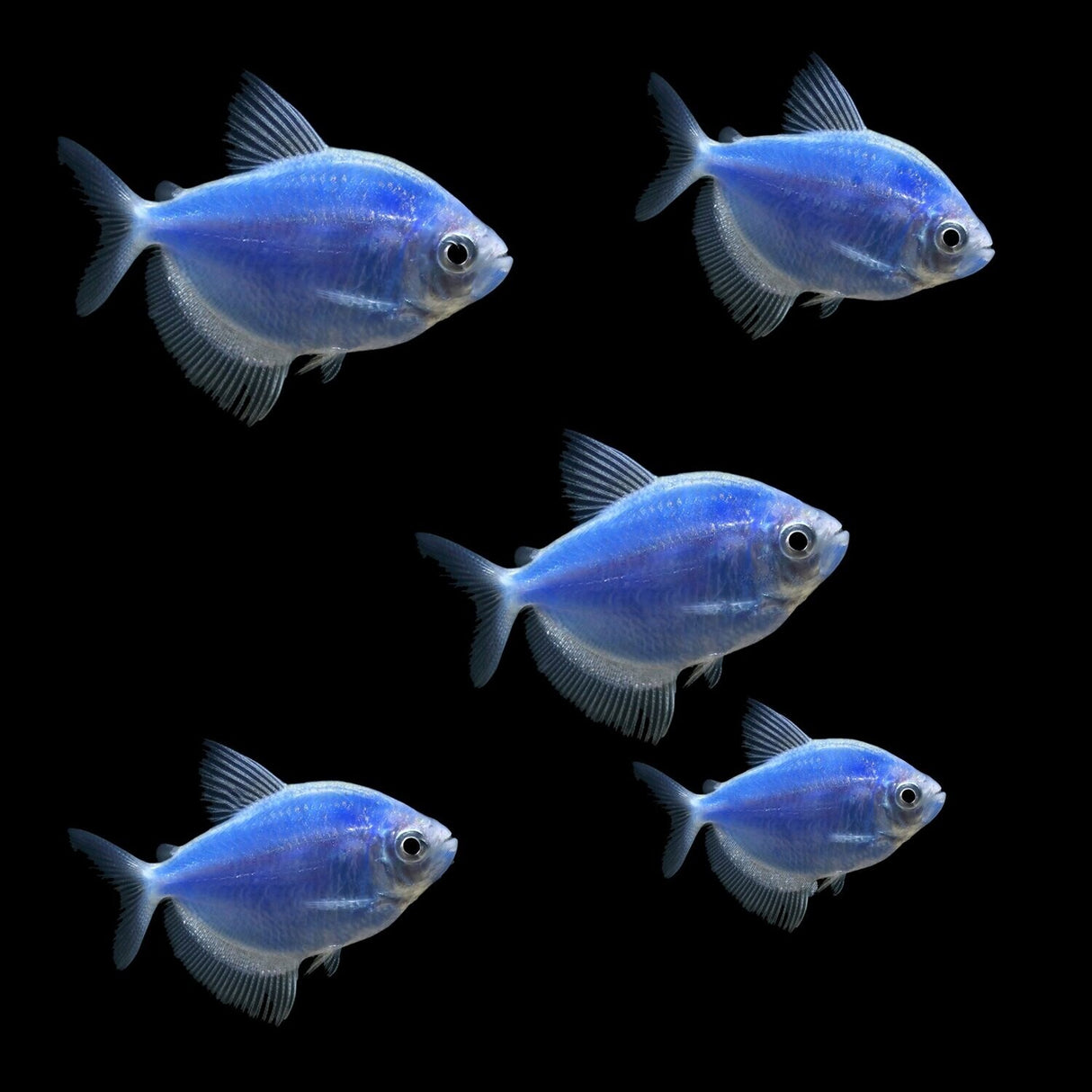 Glow Widow Tetra Fish (5 Various Colors) Assorted Pack