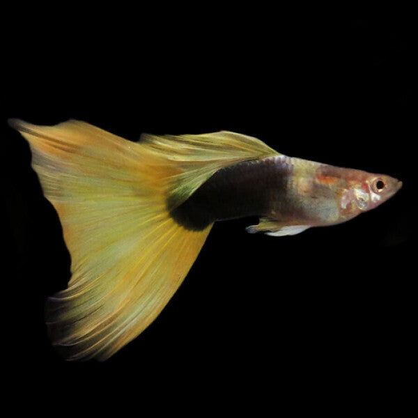 Guppy Yellow Taxi | Male & Female