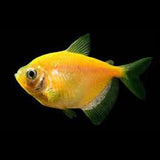 Widow Yellow Color Tetra | Single